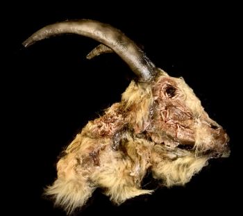 Details about   Taxidermy Horror Movie Prop Evil Bunny Jackalope ..weighted w/extras 