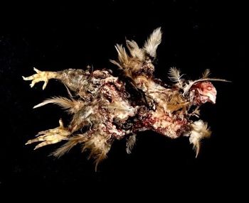 Rotting Chicken Animal Prop