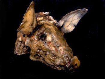 Animal Prop Rotten Pig Head