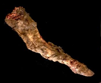Rotten Calf Leg