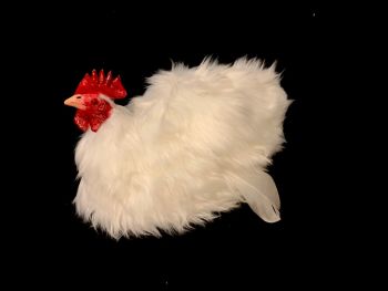 Animal Prop Brooding Hen