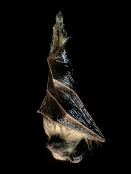 Hanging 16" Realistic Bat