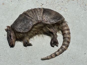 ANIMAL PROP LIFESIZE ARMADILLO