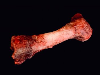 Meat Bone Animal Prop