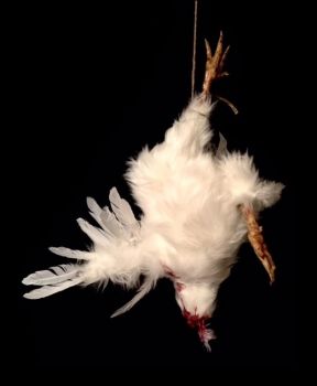 Animal Prop Headless Hanging Chicken