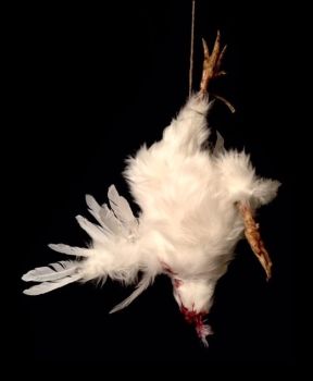 Animal Prop Headless Hanging Chicken