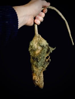 Rotten Rat Animal Prop