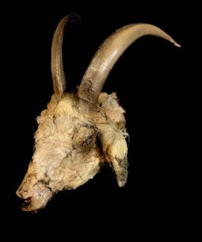 Goat Head Rotted Buck Animal Prop