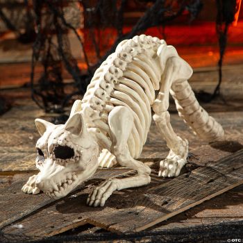 SKELETON RACOON
