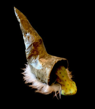 Gastropoda 238 Snail prop