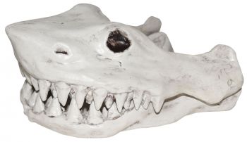 Shark Head Bone 11in