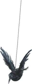 Raven With Raised Wings