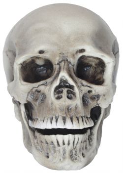 Realistic Rotting Skull