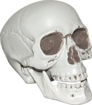 Skull With Movable Lower Jaw