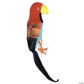 Parrot Pirate